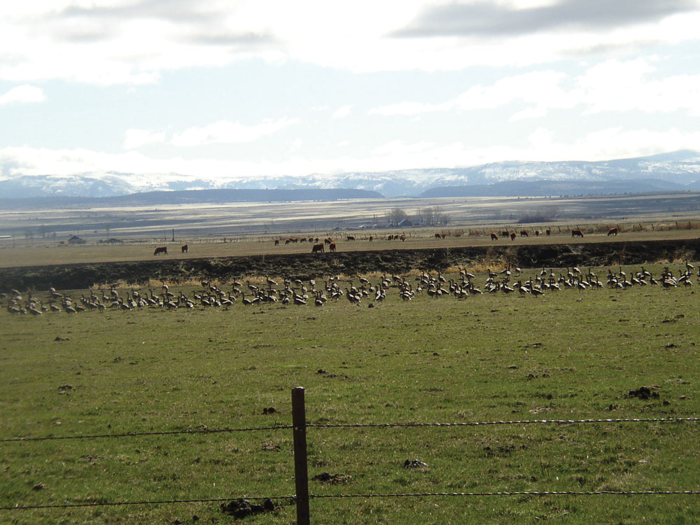Canada geese and cattle share irrigated pasture