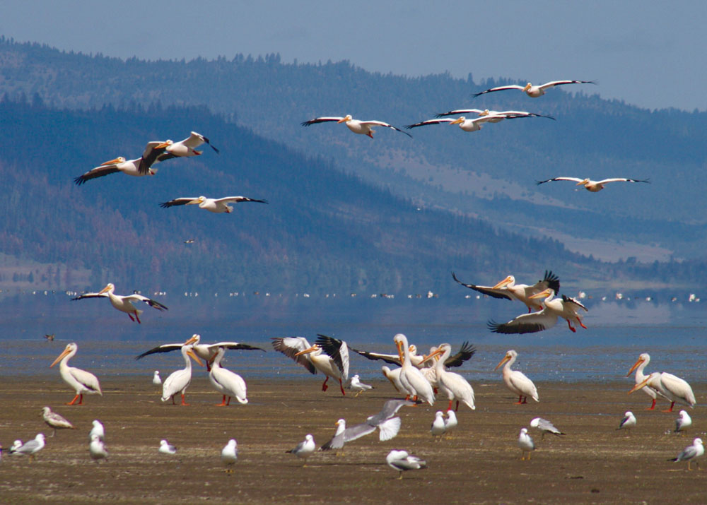White pelicans on Goose Lake