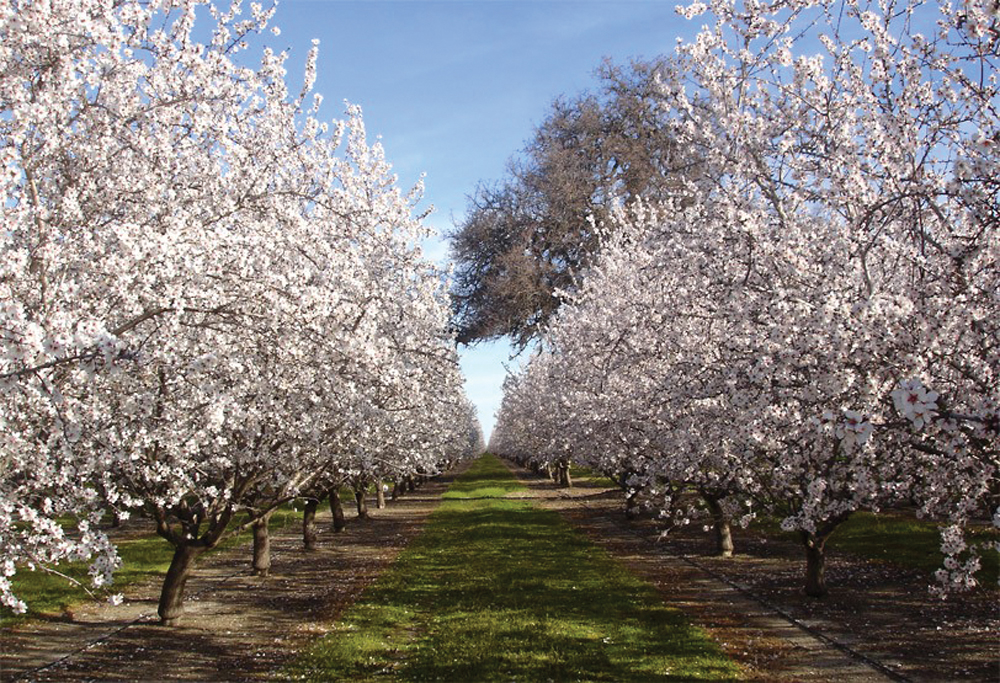 Almond orchard in lower watershed