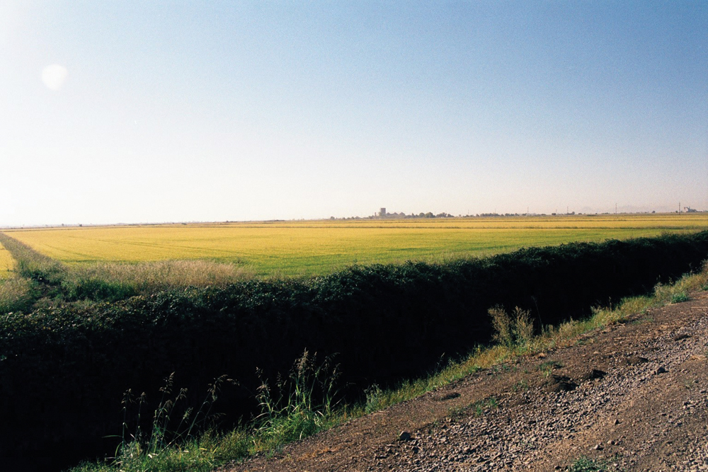 Butte basin rice land