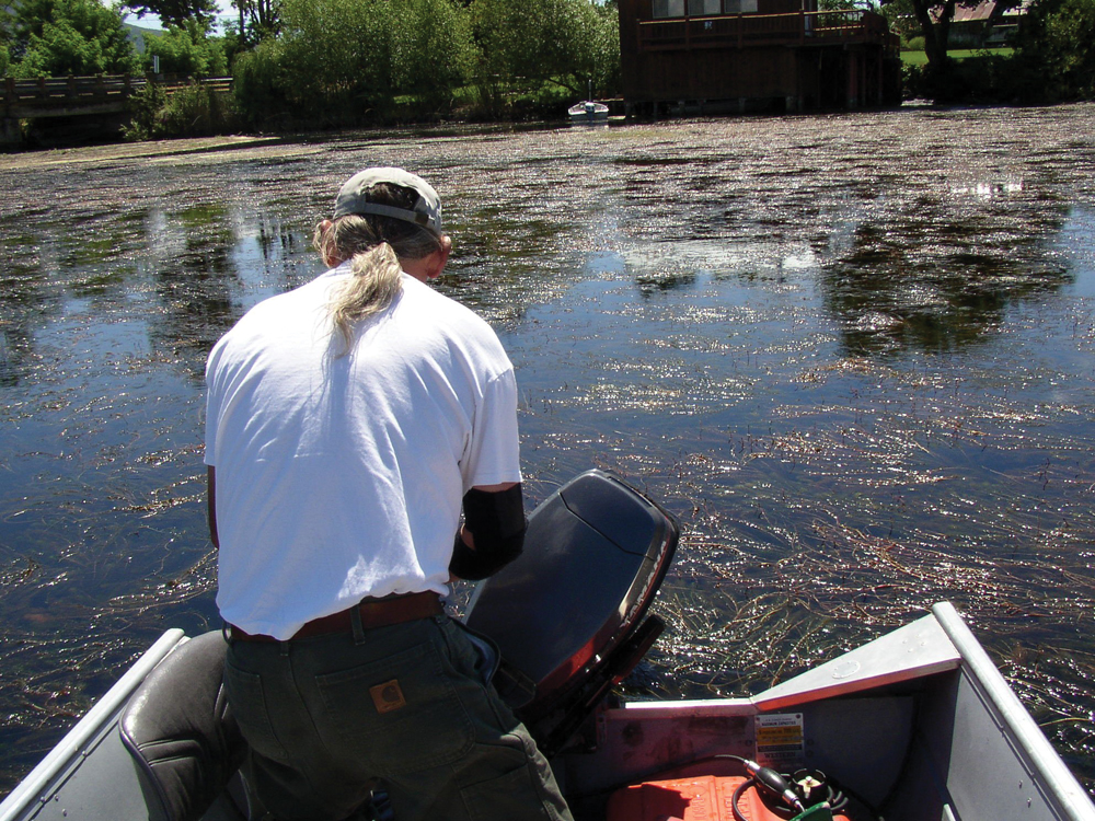 Invasive milfoil in lower Fall River