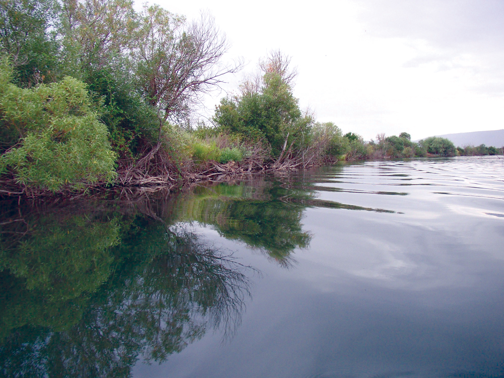 River bank vegetation prevents erosion