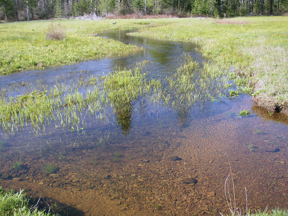 Wet meadow in Bear Creek drainage