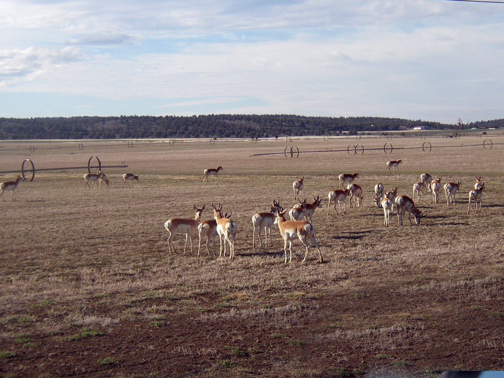 Antelope in irrigated hay field