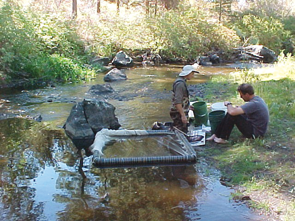 USFWS fish survey in South Fork Pit River