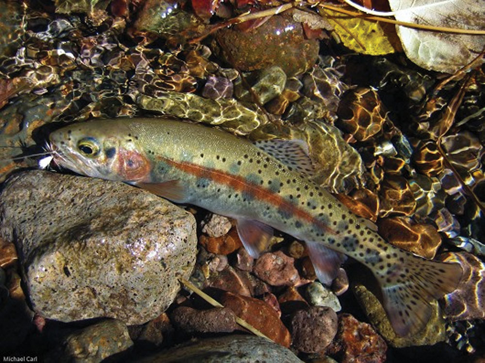 Endangered McCloud redband trout