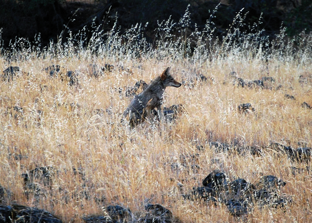 Coyote in Battle Creek grasslands