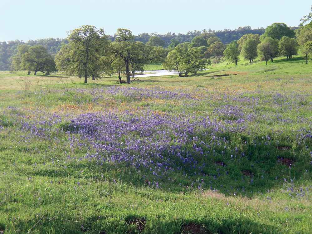 Springtime in Battle Creek Watershed, wildflowers, oaks, and stock water pond
