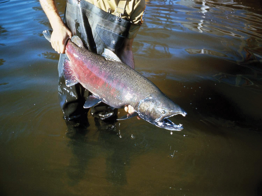 Salmon captured for artificial spawning at Coleman Fish Hatchery