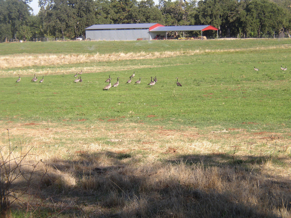 Canada geese on irrigated pasture
