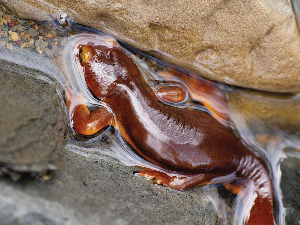 California newt in the water of Brophy Creek