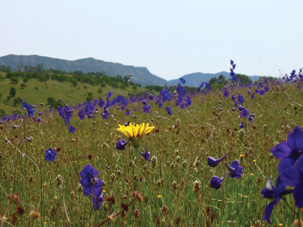 Cache Creek Canyon and wildflowers