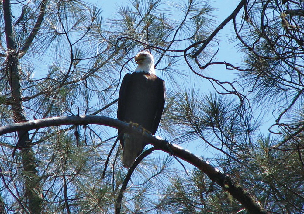 Bald eagle at Cache Creek