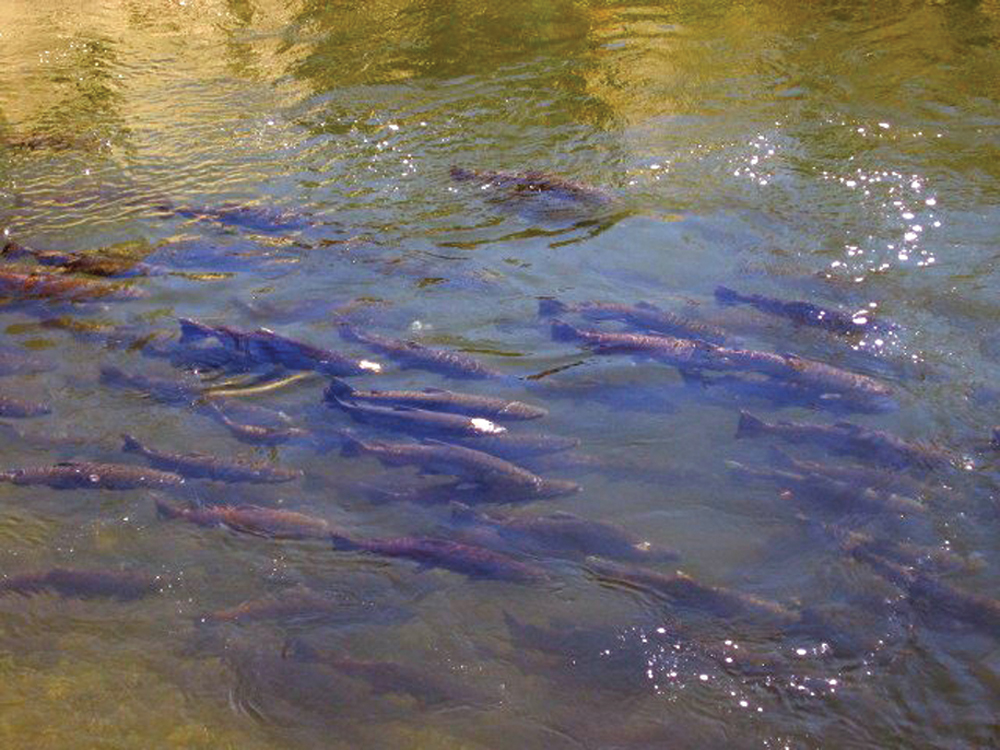 Clear Creek salmon run