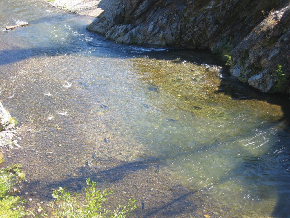 Clear Creek salmon spawning