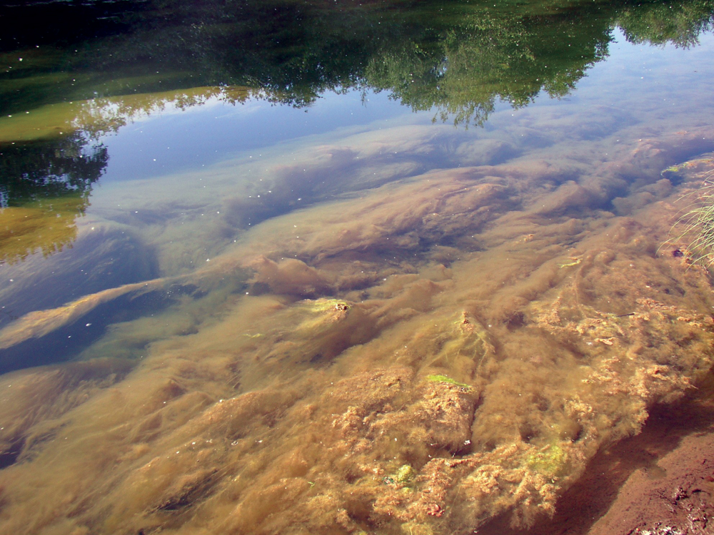 Filamentous algae growth in North Cow Creek