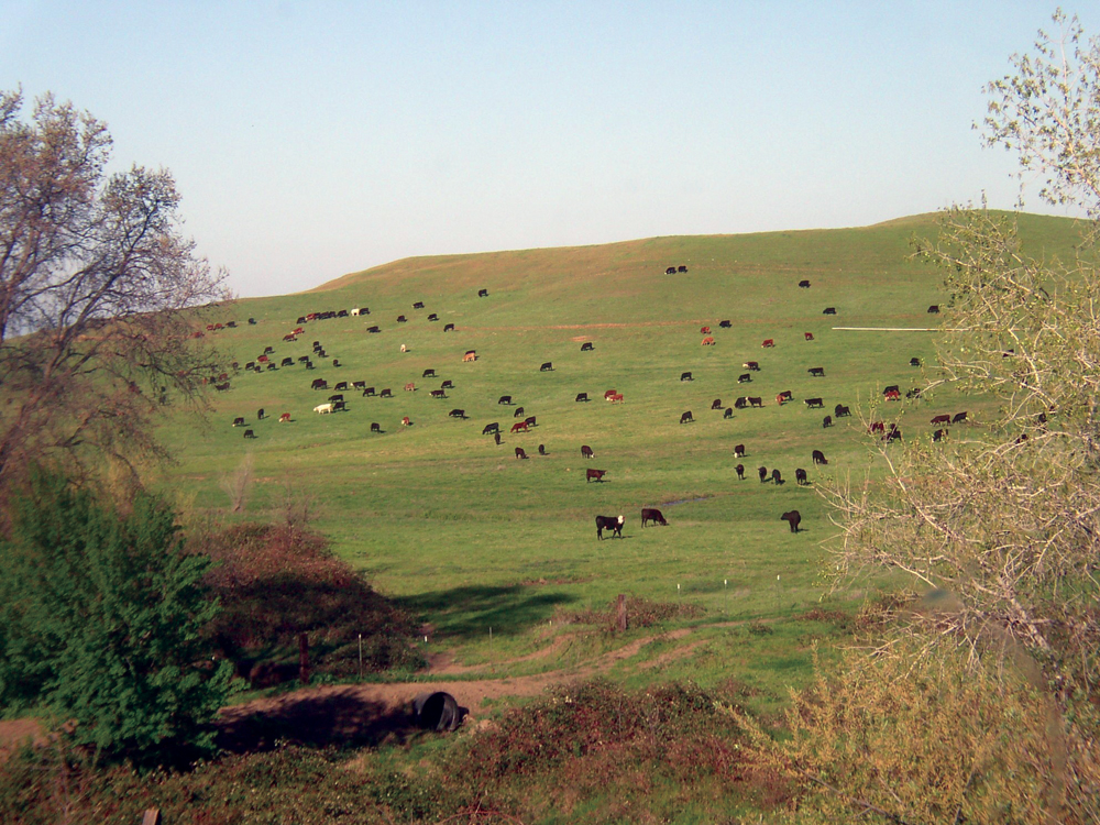 Livestock grazing in Cow Creek Watershed