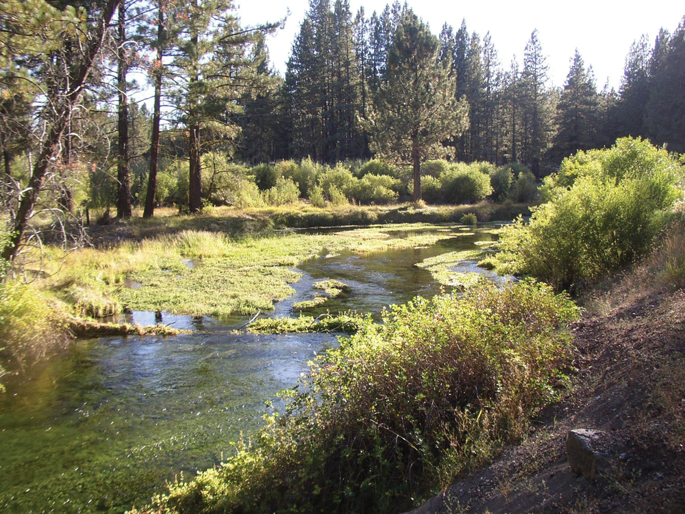Large springs feed upper Hat Creek