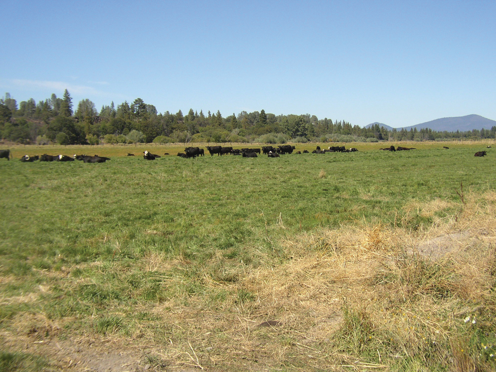 Hat Creek valley irrigated pasture