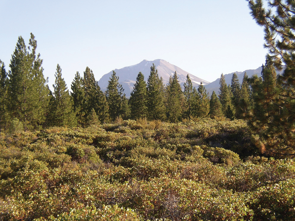 Upland vegetation—timber and brush field