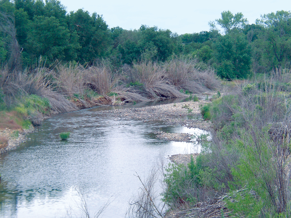 Arundo eradication along Stillwater Creek