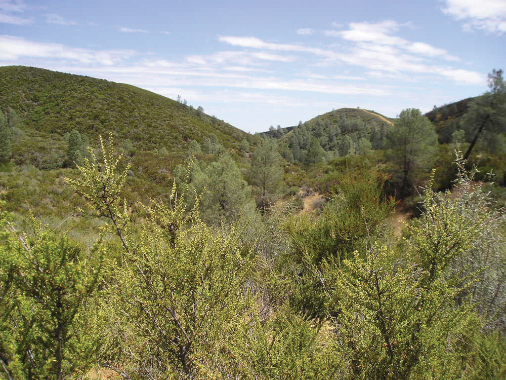 Westside vegetation, chaparral and foothill pine