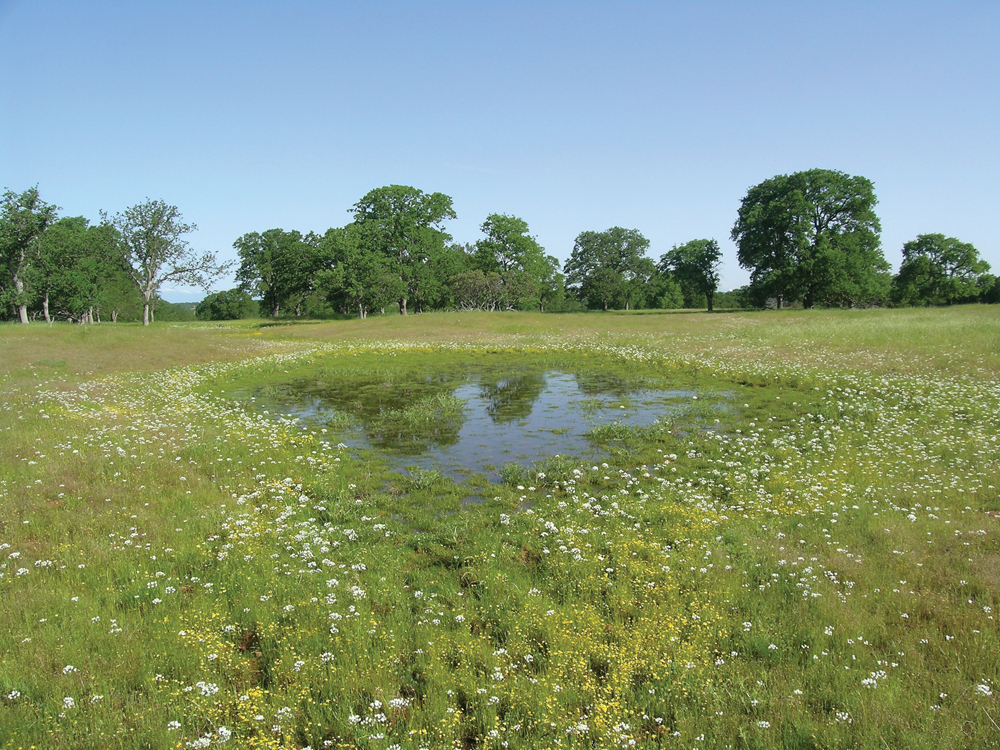 Vernal pool on Coyote Creek Conservation Area