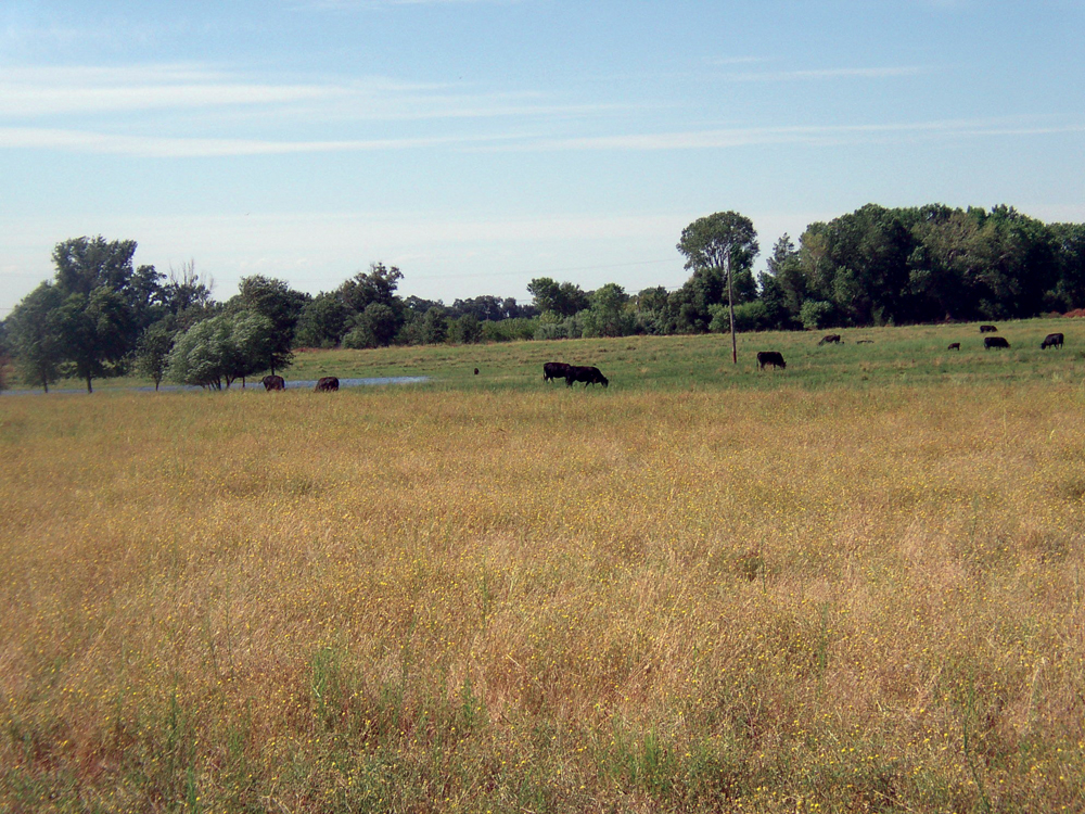 Lower Deer Creek irrigated pasture