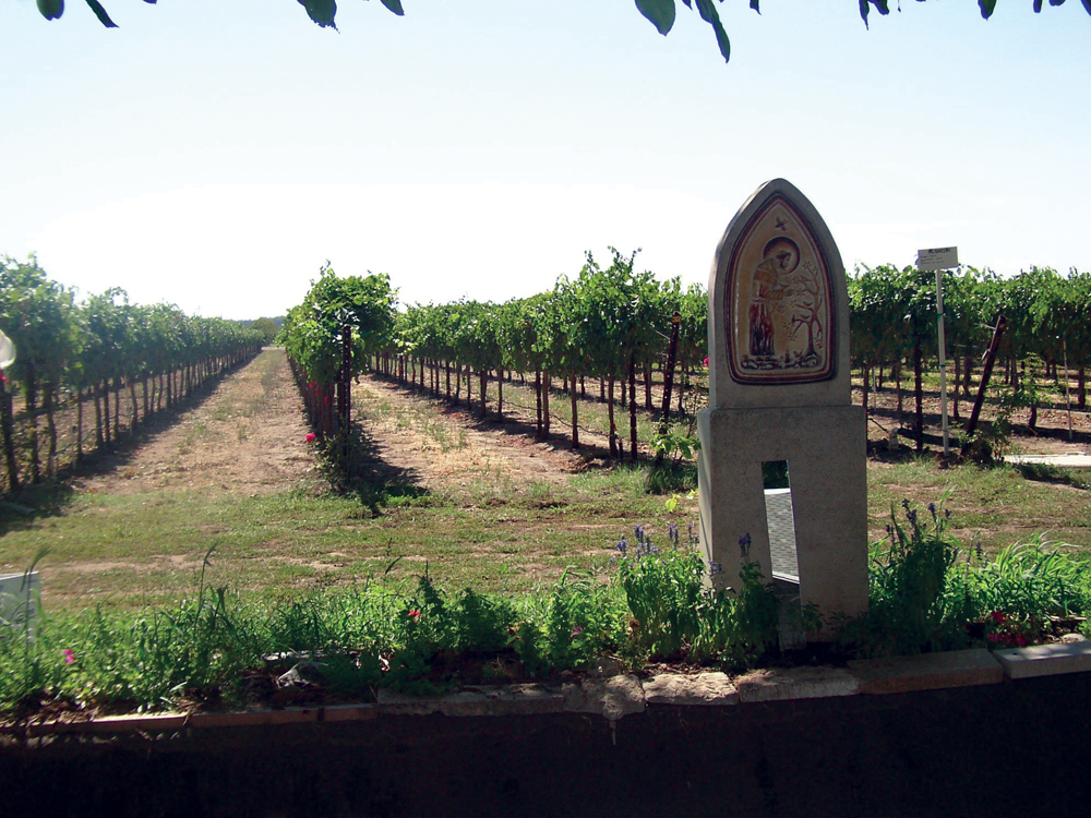 Vineyard at the Abbey