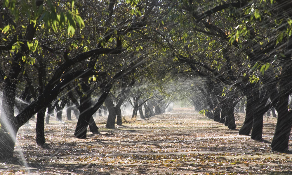 Irrigated orchard