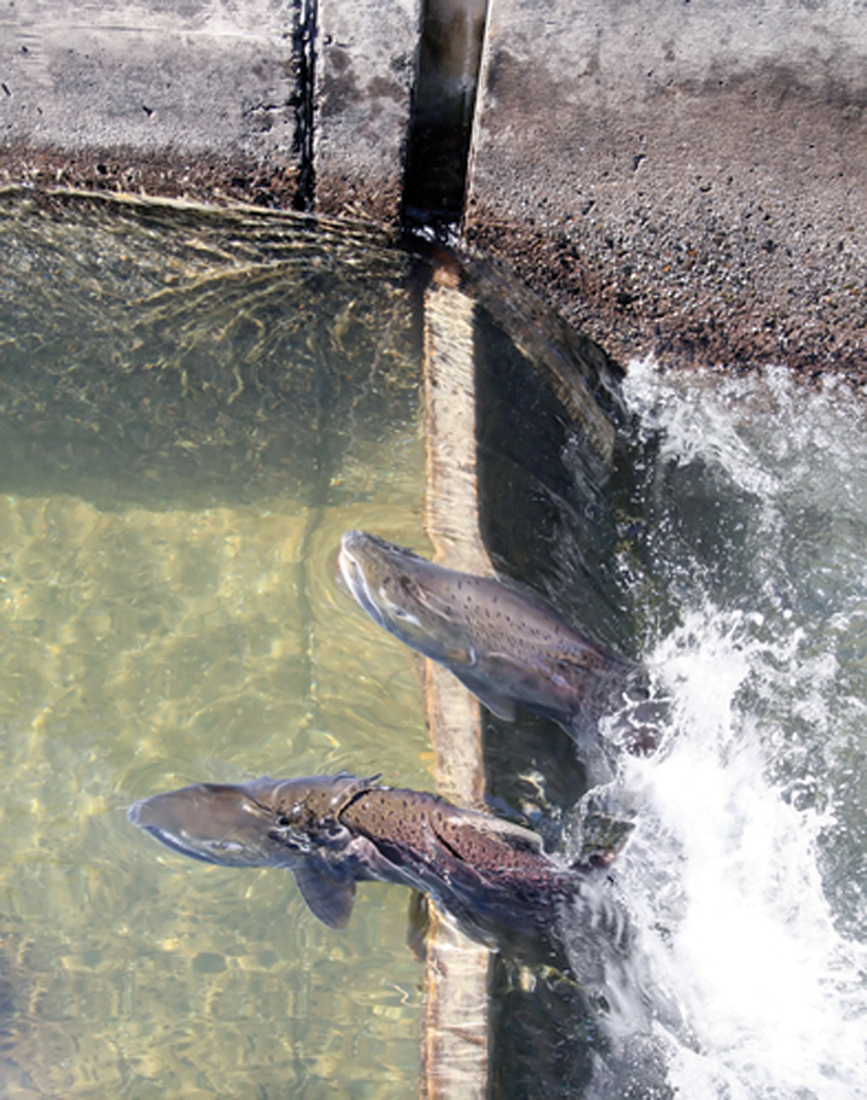 Salmon making their way up the Feather River Fish Hatchery ladders