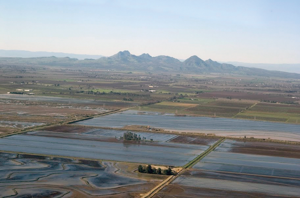Yuba County rice fields