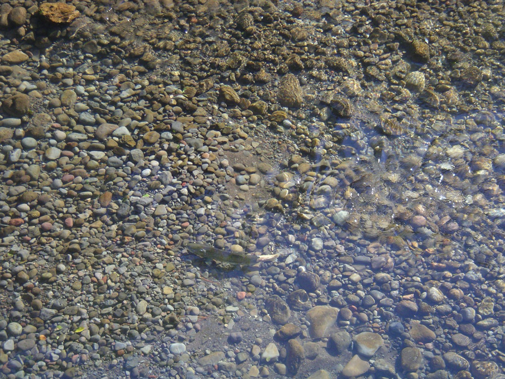 Salmon spawning in Mill Creek