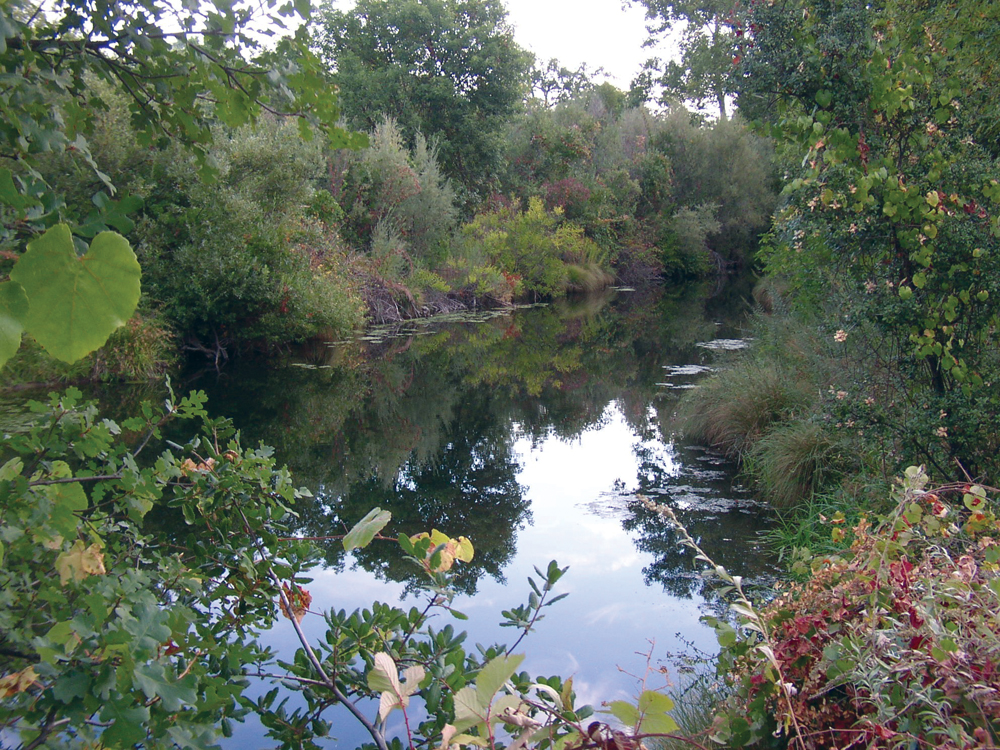 Paynes Creek riparian area