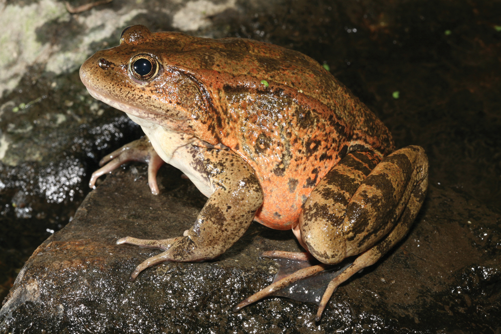Endangered California red-legged frog