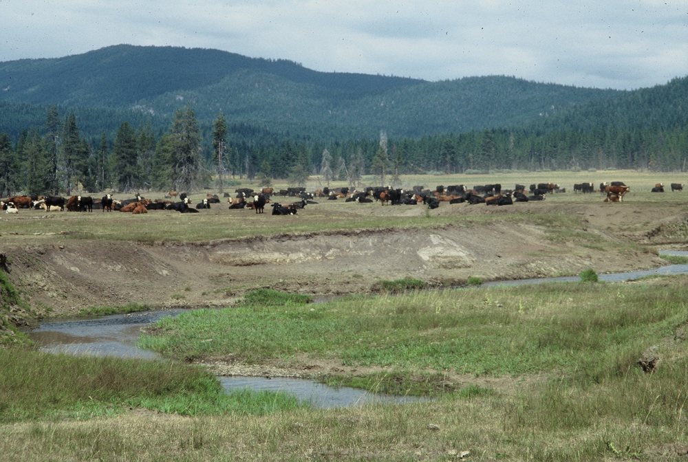 Livestock impacts on Yellow Creek, Humbug Valley