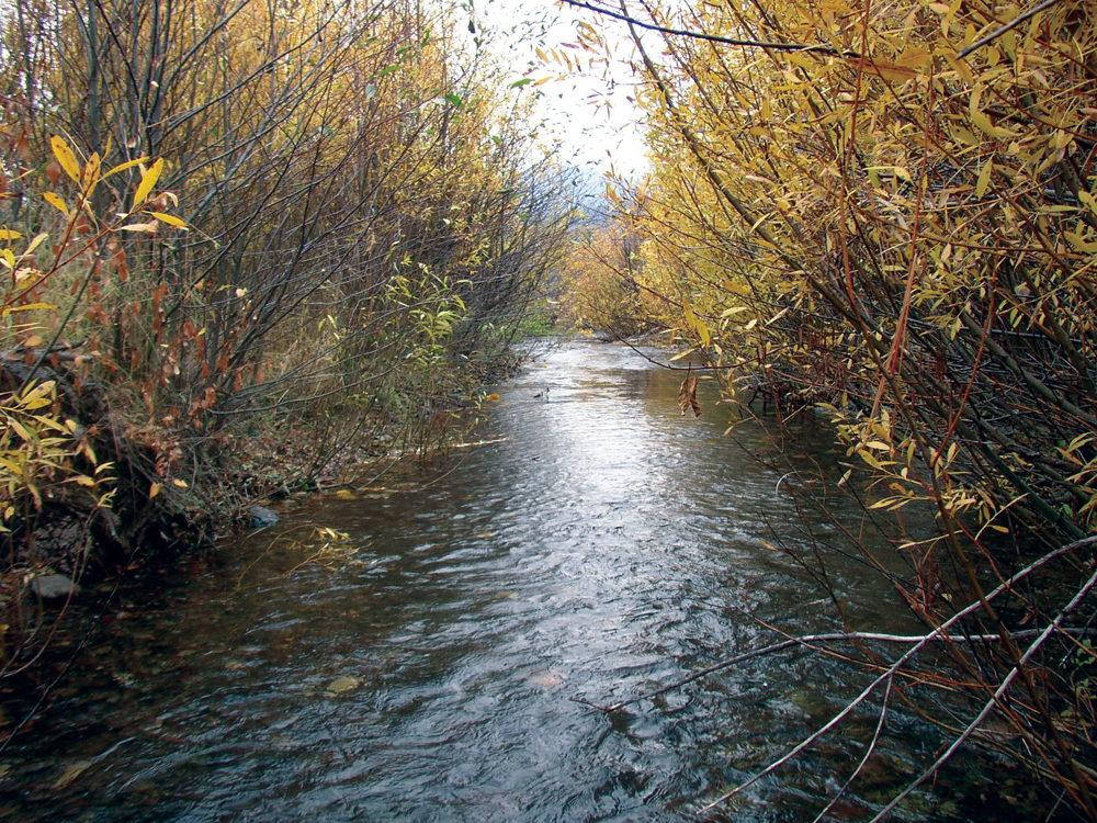 Stable channel with riparian cover (Ward Creek)