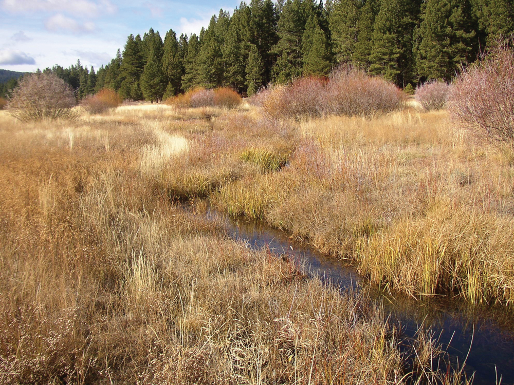 Meadow stream and riparian vegetation near Lake Davis