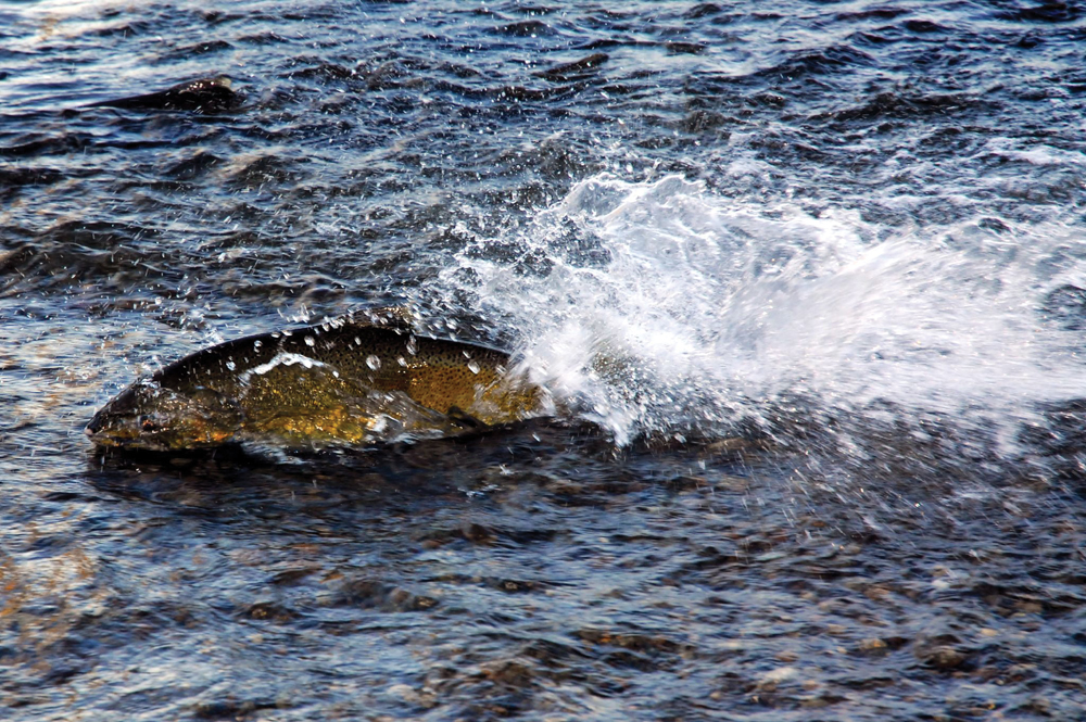 Spawning Chinook salmon