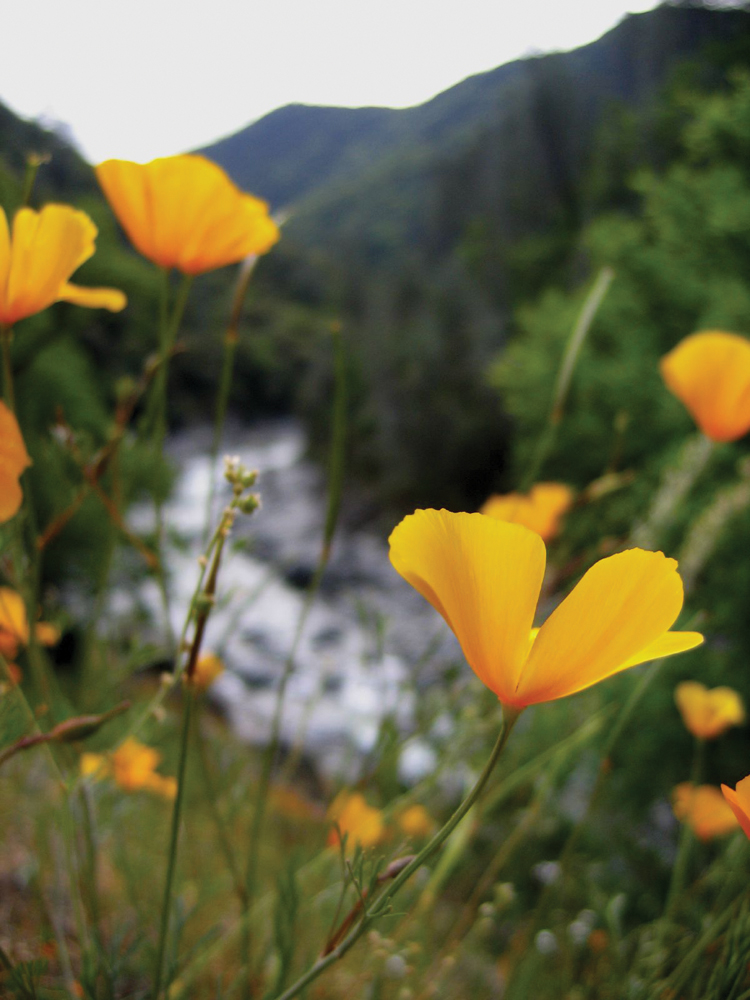 South Fork Yuba River and wildflowers