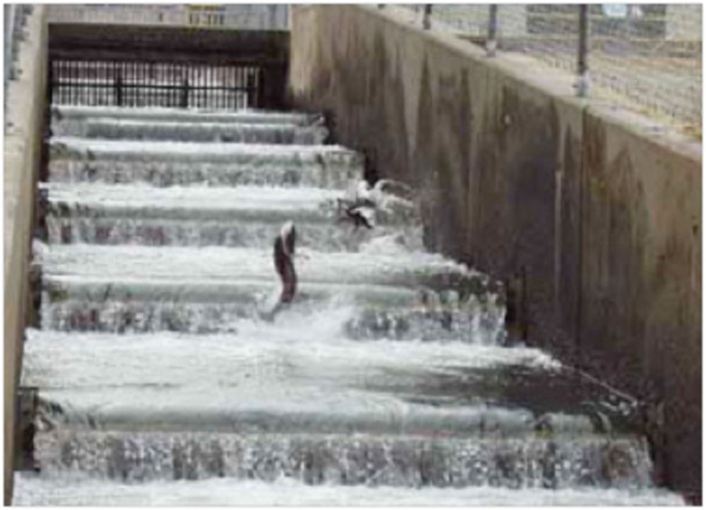 Top of fish ladder