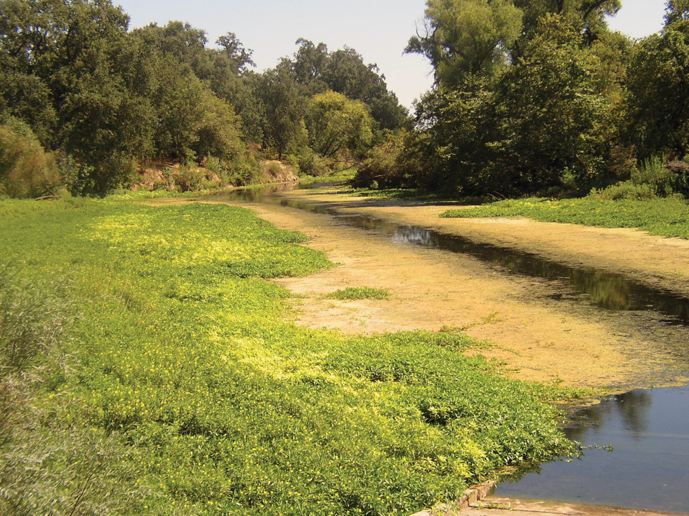 Sacramento River backwater slough and riparian area