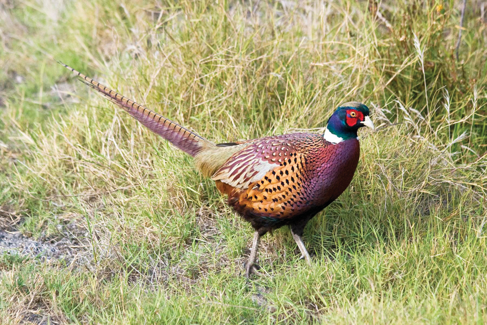 Ringneck Pheasant—popular Sacramento Valley gamebird